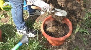 Огурцы в ведрах. Посев семян.