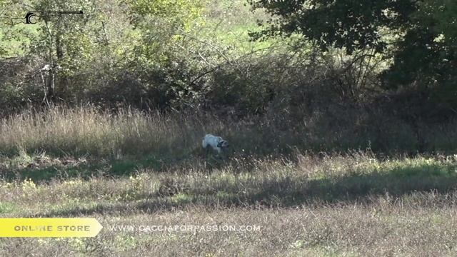 CACCIA AL FAGIANO _ CANI DA FERMA INGLESI _ 7° CAMPIONATO ITA ITALCACCIA смотреть онлайн