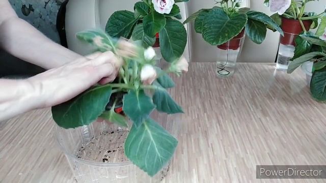 ЗАПУСКАЕМ НА 2 ЦВЕТЕНИЕ ,СЕЯНЦЫ ГЛОКСИНИЙ смотреть онлайн