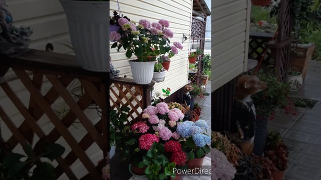 Крупнолистные в моем саду смотреть онлайн