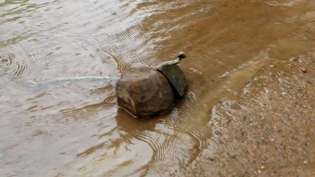 Перевозим змей и их яйца в новый домик смотреть онлайн