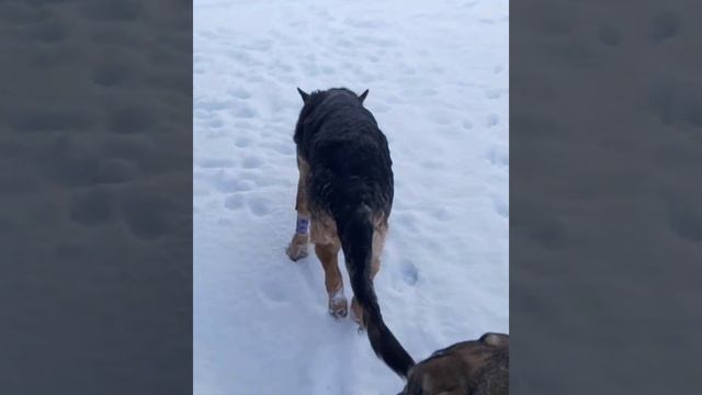 Animal Shelter in Estonia (saving old dog) Приют животных в Эстонии (Спасение старой собаки) смотреть онлайн