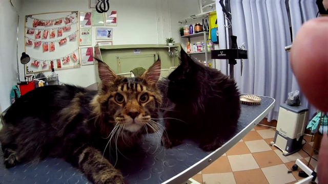 Мейн-кун,экспресс  линька.