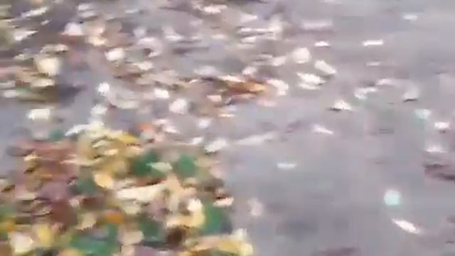 ЛИСТЬЯ и НАШИ ПРОБЛЕМЫ смотреть онлайн
