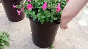 Азофоска, диаммофоска от фертики. Применяю- проверяю. Начала кормить петунии. 5 июля.