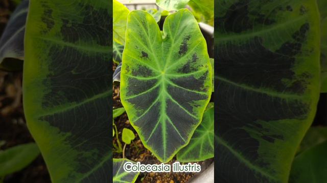 9 Colocasia for ₹5300/- смотреть онлайн