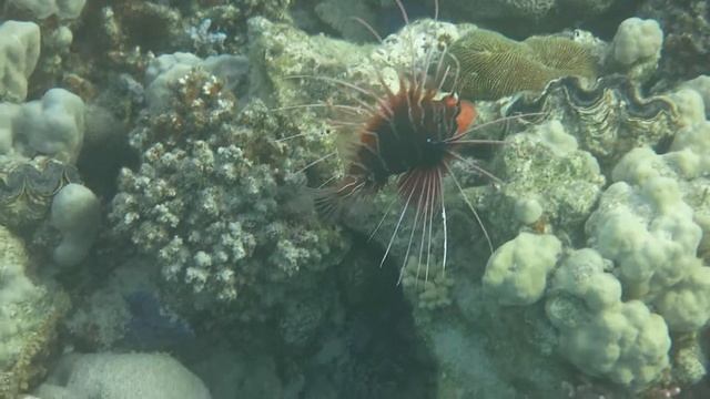 Лучистая крылатка смотреть онлайн