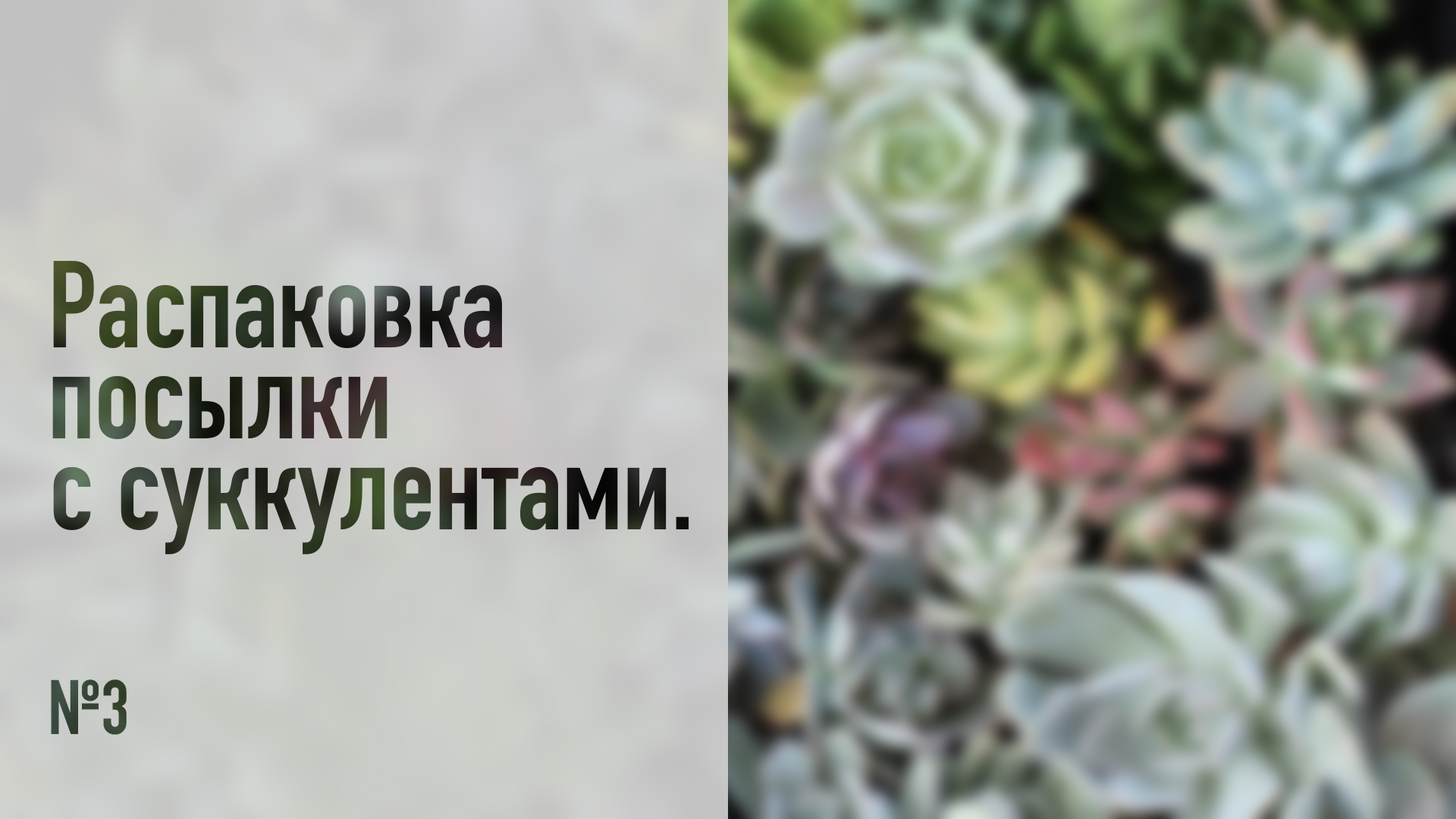 Распаковка посылки с суккулентами №3