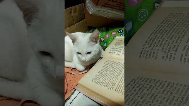 Кот читает книги смотреть онлайн