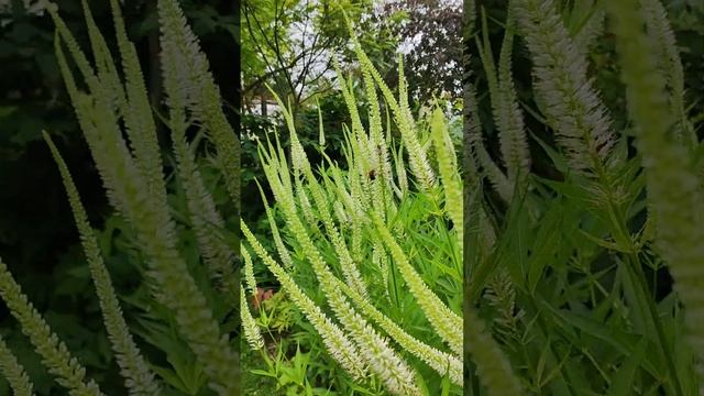 Вероникаструм японский белый (japonicum album). смотреть онлайн