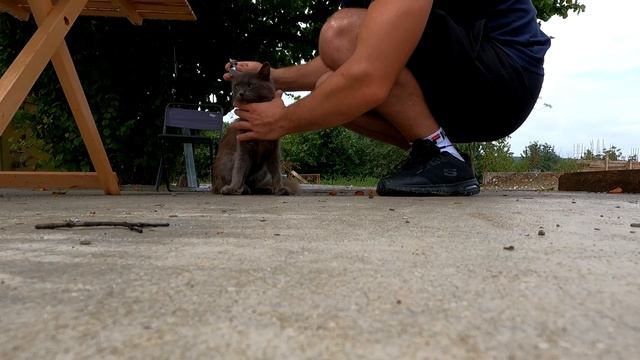 КОШКИ ПРОТИВ ВОЛКОВ !!! Хитрющий ВОЛК хочет познакомиться с котенком, НО в голове у него другой пла