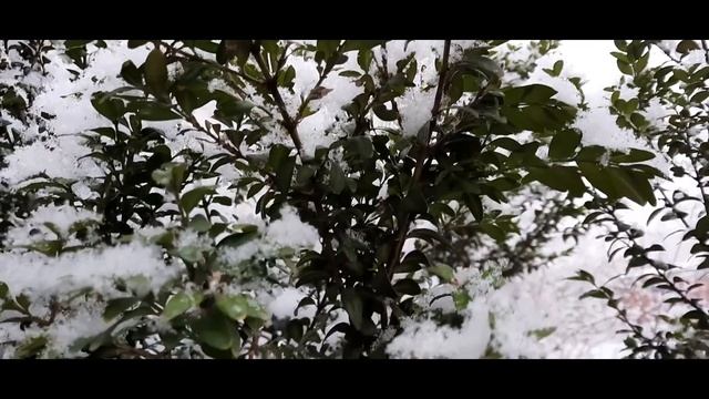 Снегопад (стихотворение В. Гаазова) смотреть онлайн