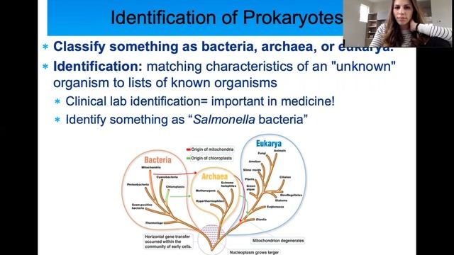 Classification and Identification of Microbes Lecture (Phenotype & Genotype) смотреть онлайн