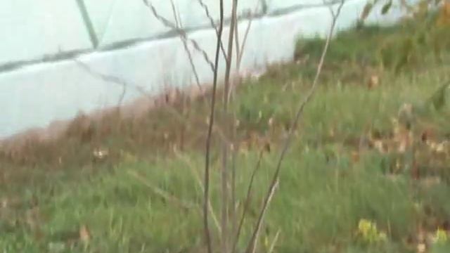 В Альметьевске появится «футбольная» аллея смотреть онлайн