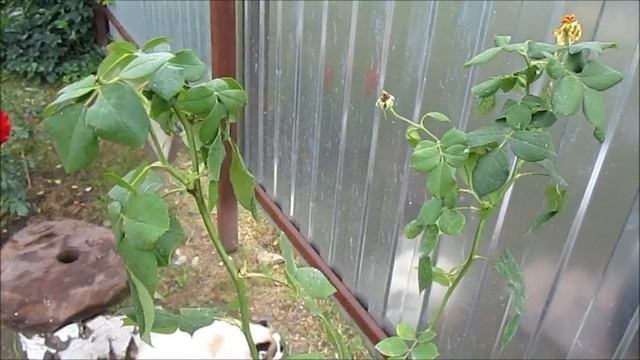 Розы из Поиска. Пересорт. Решение вопроса. Двойные названия. смотреть онлайн