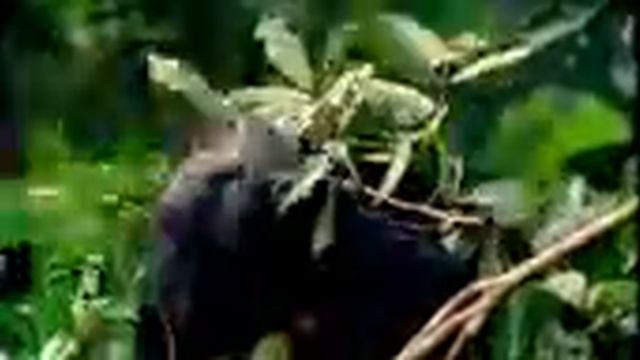 Бонобо (карликовый шимпанзе) смотреть онлайн