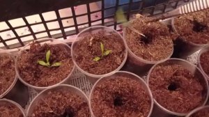 Флокс однолетний, пикировка. 22.03.21