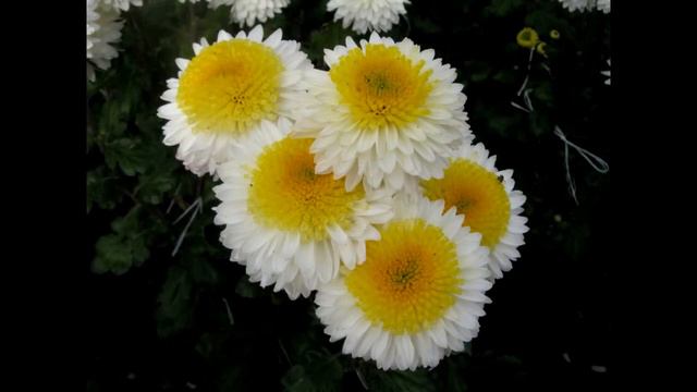 Отдых, релакс под музыку хризантем... смотреть онлайн