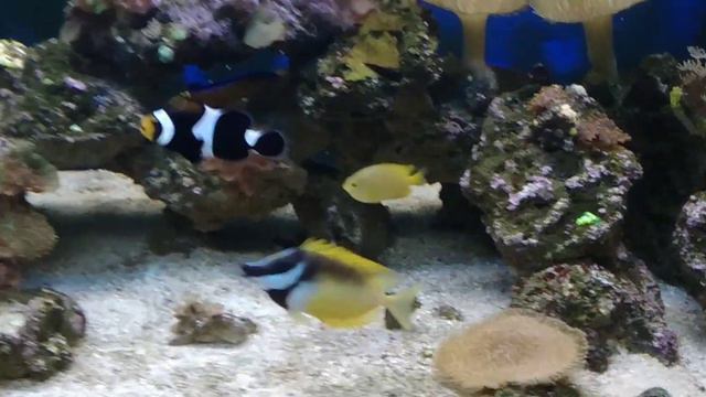 Güncel Deniz Akvaryumu #resif #reeffish смотреть онлайн