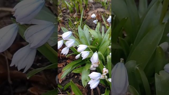 дневник садовника 1 апреля какие цветы цветут - хионодокса, сцилла #flower #garden #nature смотреть онлайн