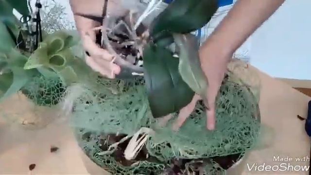 Cómo recuperar Orquídeas sin raíces y deshidratadas (Parte1) смотреть онлайн
