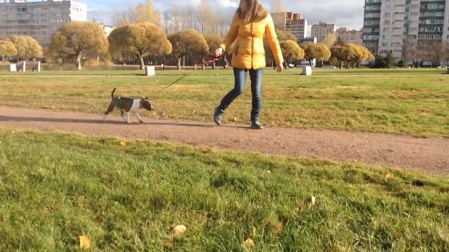 Тигровый бультерьер 3 смотреть онлайн