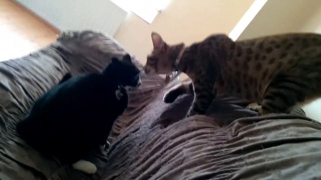 Nexus 5 Video Test #3: Savannah F6 vs Domestic Cat смотреть онлайн