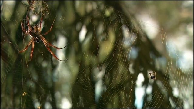 10 Самых невероятных пауков смотреть онлайн