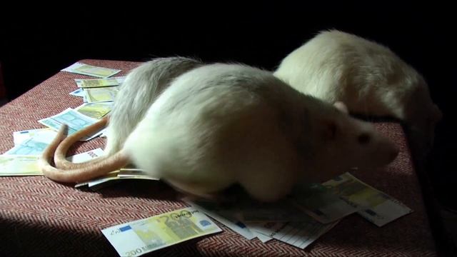 Vidi vidi vidi - dubioza kolektiv, rat race смотреть онлайн