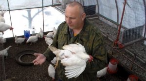 Определение породы кур Леггорн, вопрос-ответ, в нашем полку прибыло.