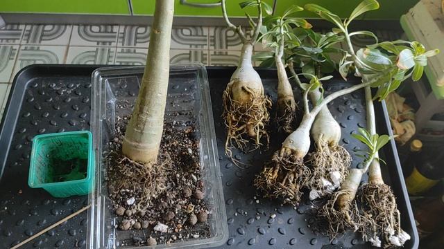 ? АДЕНИУМЫ ? МЕГАпересадка и новинки❗ #адениум #bonsai #adenium смотреть онлайн