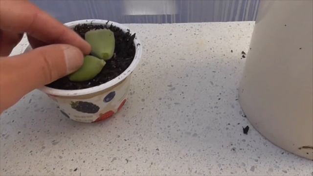 How to propagate Bear's Paw succulent from Cuttings & Leaves - Cotyledon tomentosa propagation смотреть онлайн