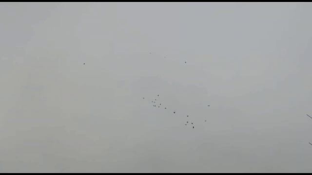 ЛЁТ И ИГРА ГОЛУБЕЙ. Двухчубые голуби. Tauben. Pigeons