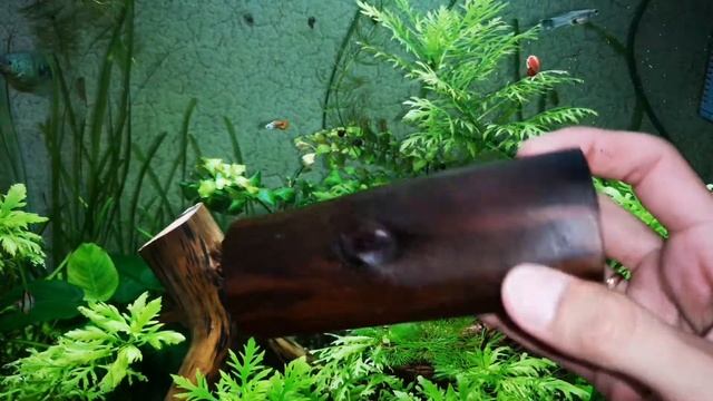 Делаем дупло для нереста сомов анциструсов смотреть онлайн