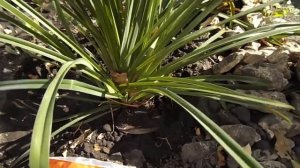 НЕ УПУСТИТЕ!!!ВАЖНАЯ ОСЕННЯЯ ПОДКОРМКА ЛИЛЕЙНИКОВ.