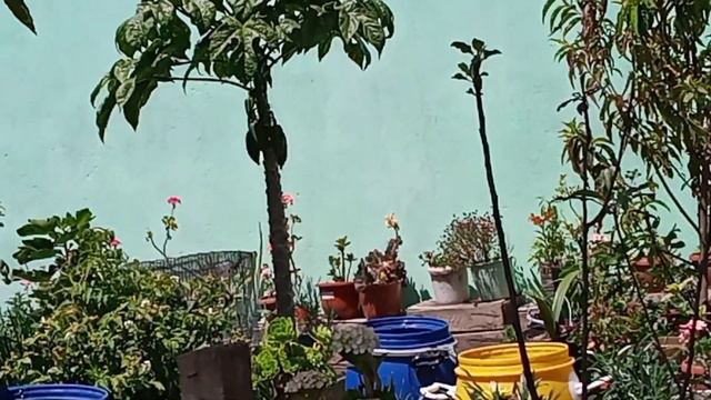 Enviando cajita FELÍZ y muchas plantas que compre para mí jardín смотреть онлайн