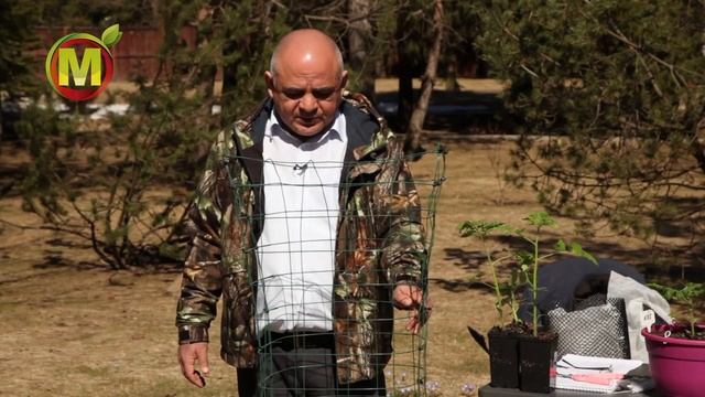 ? ЭТО Лучший Способ Выращивания Томатов - выращивание в горшках и контейнерах смотреть онлайн