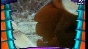 Эти забавные животные 15.10.1998