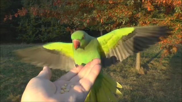 Rose ringed Parakeets Psittacula krameri feeding on pine nuts смотреть онлайн