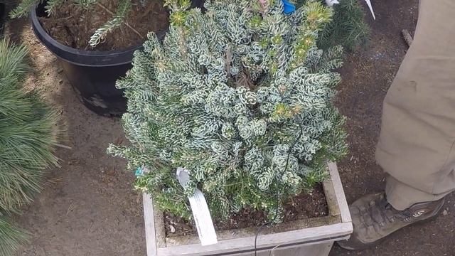 #TreeTipTuesday - Abies Koreana 'Horstmann's Silberlocke' & 'Ice Breaker' смотреть онлайн