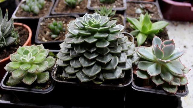 Моя зимняя оранжерея, обзор - январь 2023 года, Крым смотреть онлайн