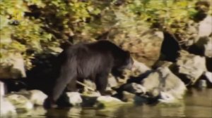 Горилла против медведя. Кто сильнее?