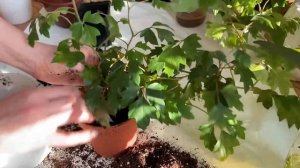 Пересаживаем березку, циссус алата (домашний виноград), вьющиеся домашние цветы.