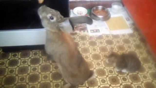 Лютый оренбургский кролик! смотреть онлайн