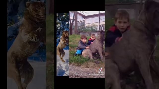 Kid Friendly Cane Corso #canecorso #kids смотреть онлайн
