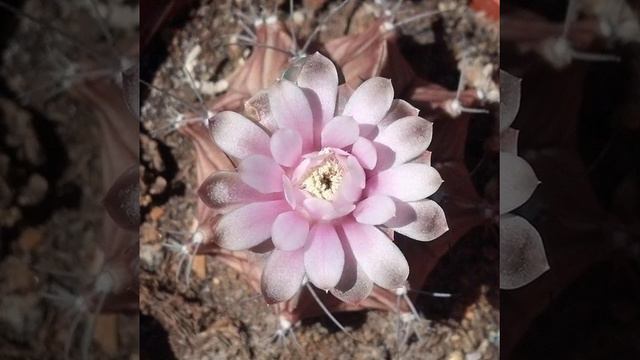 #orchid #flower #plant #nature