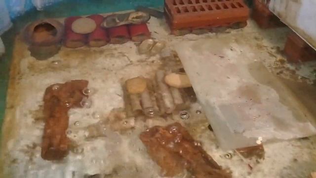Австралийские раки.АККР и креветка Macrobrachium rosenbergii смотреть онлайн