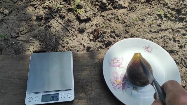 Сорт инжира Moyuna смотреть онлайн