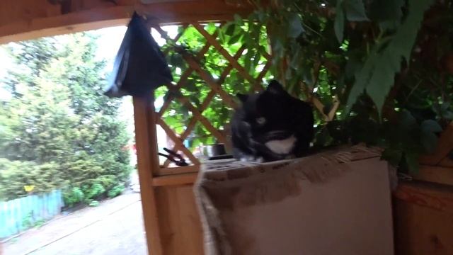 БЕСЕДКА к ОТДЫХУ готова/Мариную Шашлык из СЕРДЕЦ/НАКОНЕЦ Пришли ДОЖДИ #казахстан#дачныйвлог#дача смотреть онлайн