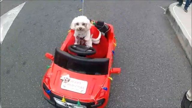 Doggy Driver TV1217226352 смотреть онлайн